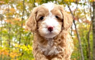 Cavapoo with brown and white coat