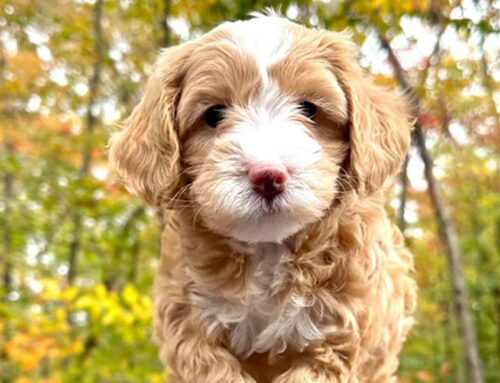 Cavachon vs Cavapoo: Comparing Two Adorable Breeds