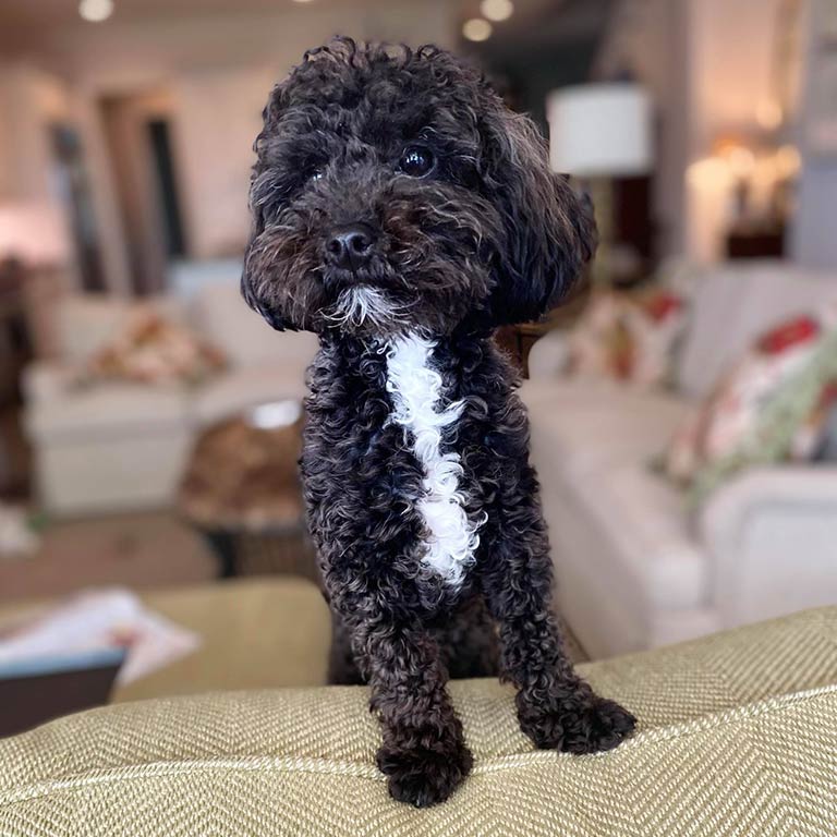 Black and white Cavapoo