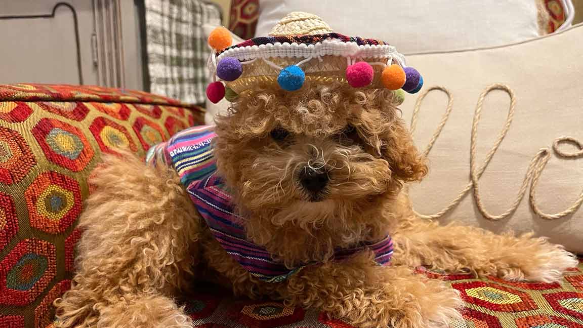 Cavapoo dog wearing a costume