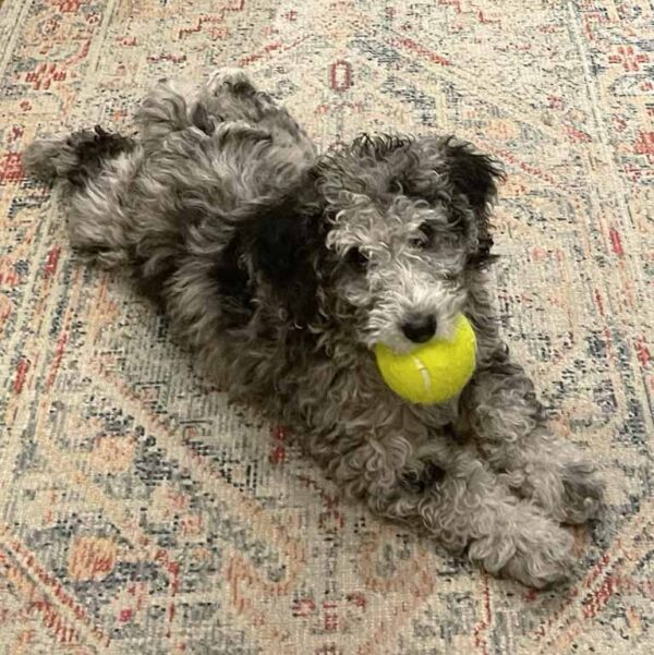 Cavapoo puppy with merle coat laying with a yellow ball in his mouth