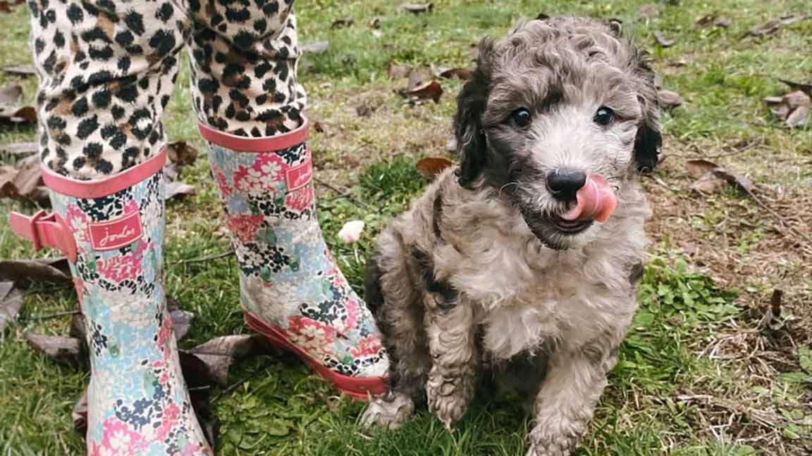 Cavapoo standing on the ground, training to avoid possible Cavapoo behavior problems