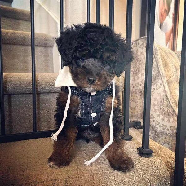 Cavapoo standing in the stairs and wearing s jacket