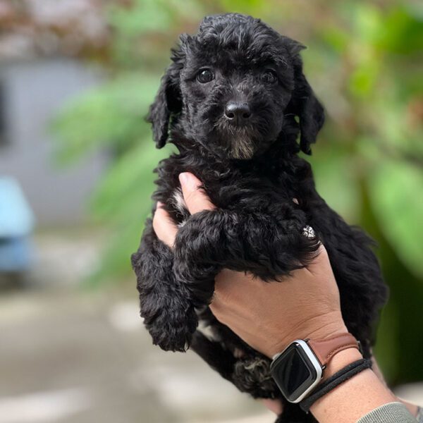 Black Cavapoo after a Cavapoo grooming being held in the air