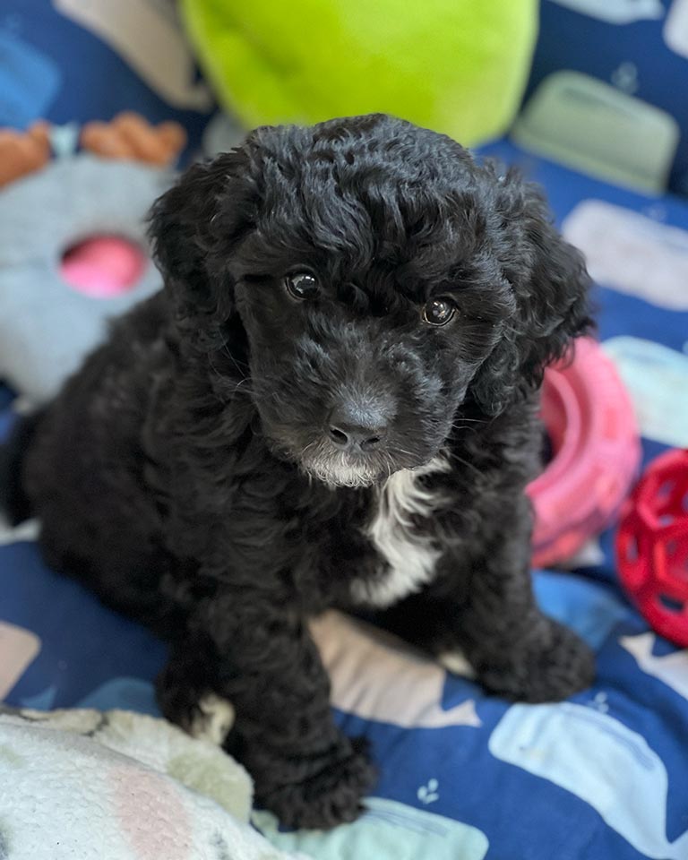 Black Cavapoo sitting on top of a blanket