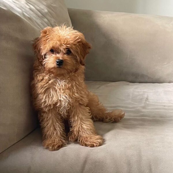 Cream Cavapoo sitting down in a beige couch