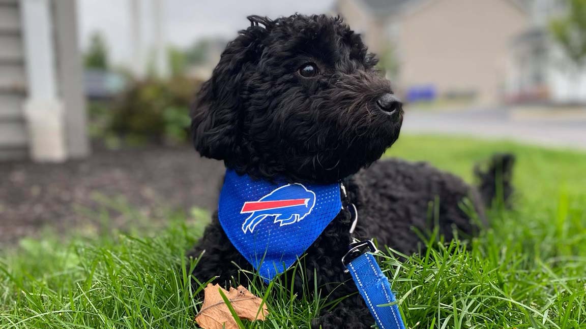 Black Cavapoo laying down outside in the grass