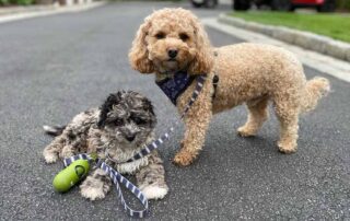 Two Cavapoos from Jones Farm Puppies outside