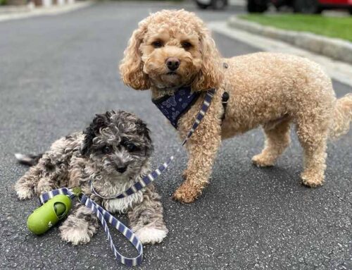 Cavapoo Grooming Guide: Keeping Your Pup Looking Great