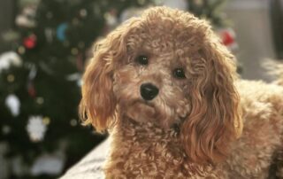 Cavapoo dog with a Christmas tree in the background