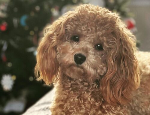 Cavapoo Health Issues: What to Watch Out For