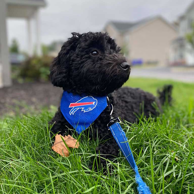 Black Cavapoo wearing a blue leash laying down in the grass