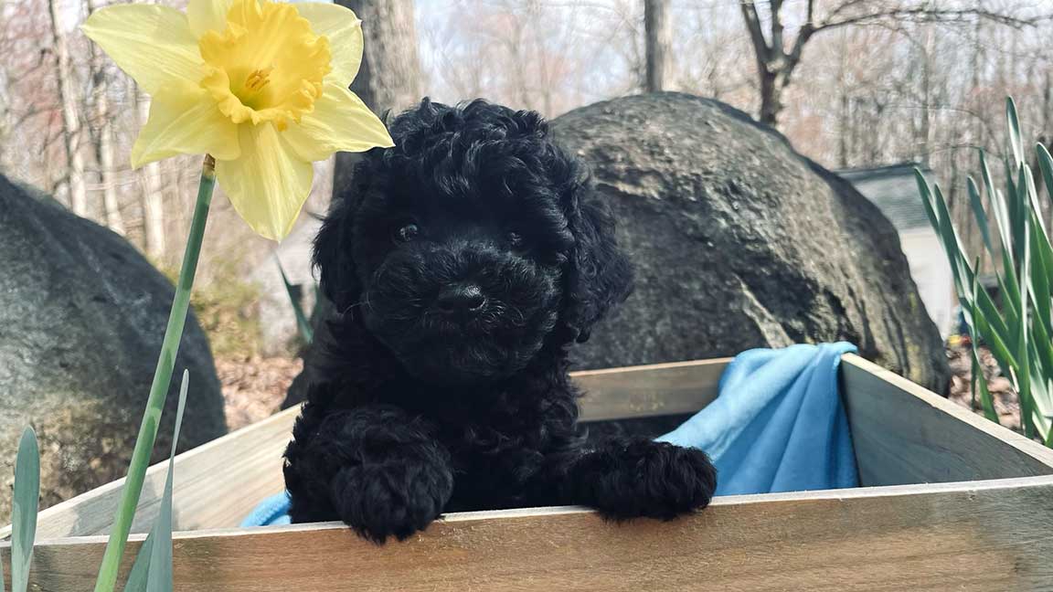 Black Cavapoo sitting in a box with a yellow flower