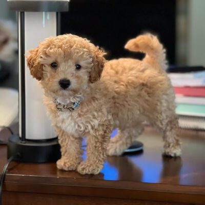 Cavapoo puppy standing up on a table