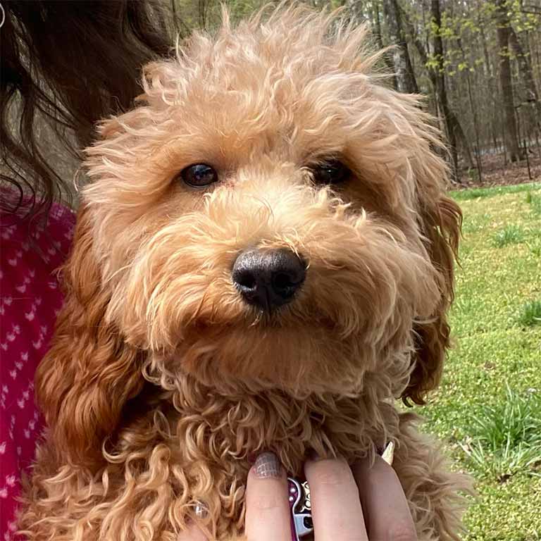 Cavapoo puppy in SD