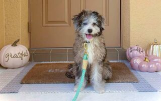 Cavapoo puppy standing standing in front of a front door