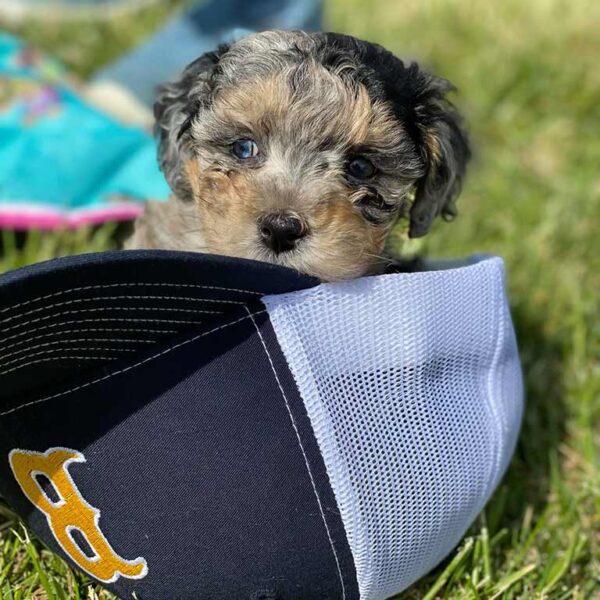 Cavapoo puppy inside of a cap