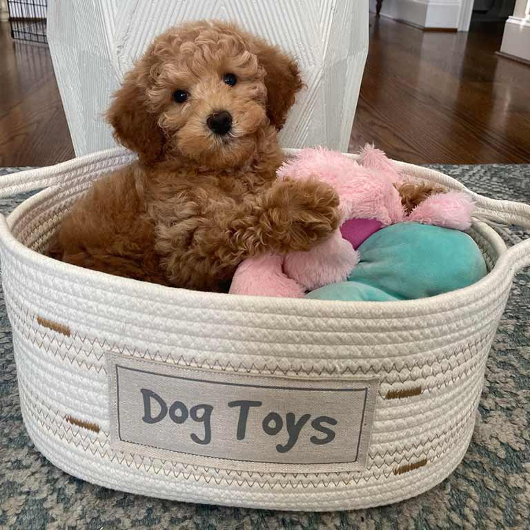 Cavapoo puppy searching for dog food for Cavapoos