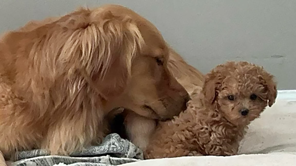 Goldn retriever mother with her Cavapoo baby