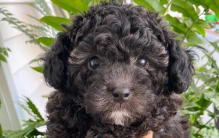 Black Cavapoo wondering how much is a Cavapoo