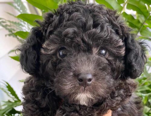 How Much Is a Cavapoo? A Comprehensive Guide to Pricing and What Affects It