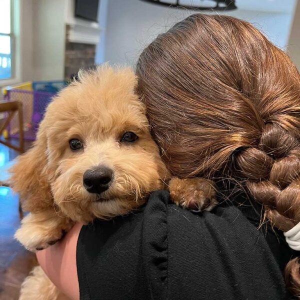 Woman with braid hugging a cream Cavapoo