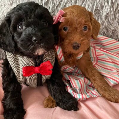 Two Cavapoo puppies sitting next to each other, one brown and one black