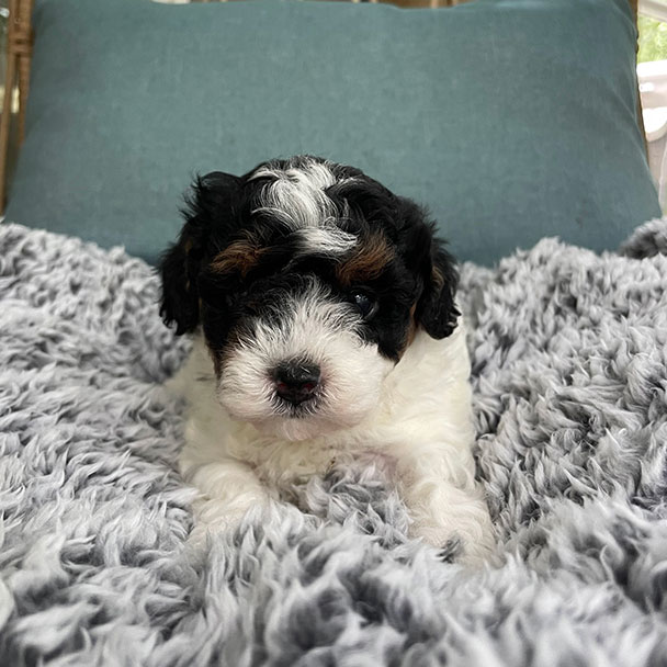 Cavapoo puppy available for sale at Jones Farm