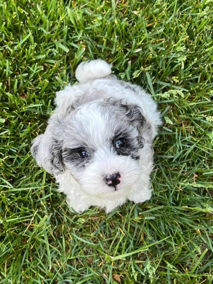 Cavapoo puppy in Iowa