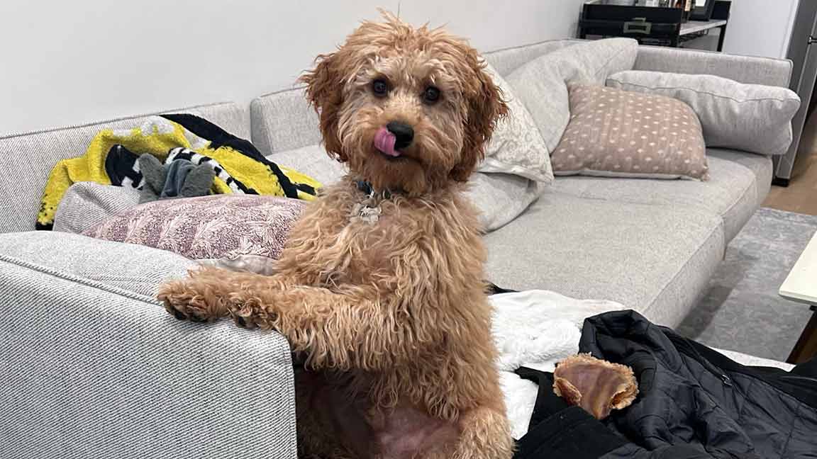 Adult dog standing up with paws on a couch