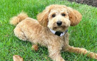 Adult dog laying in the grass with natural flea and tick medication
