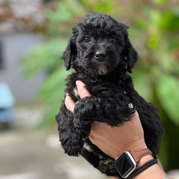 Black Cavapoo puppy