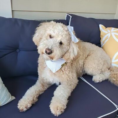 White adult dog laying on a blue couch outside