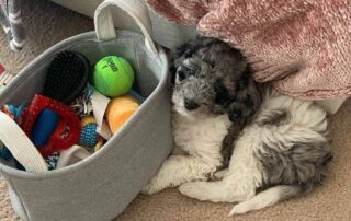 Puppy with box of toys