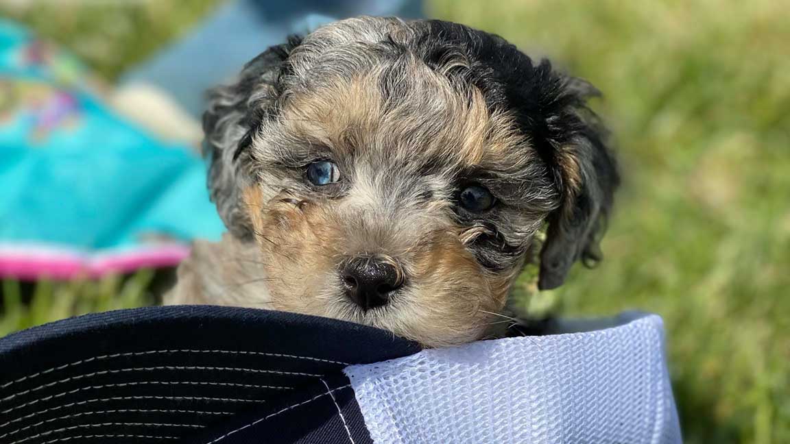 Puppy fed with all natural holistic dog food and treats