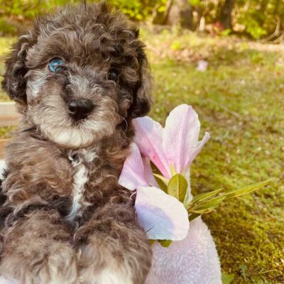 Cavapoo puppy posing with a pink flower