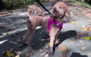 Cavapoo dog with a leash and pink harness standing outside