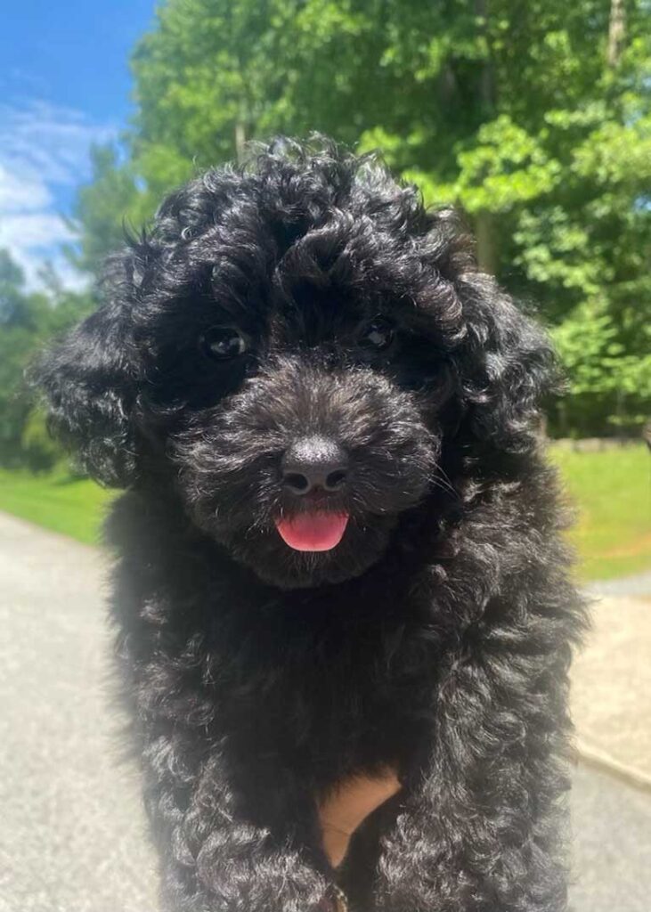 Black Cavapoo puppy held in the air