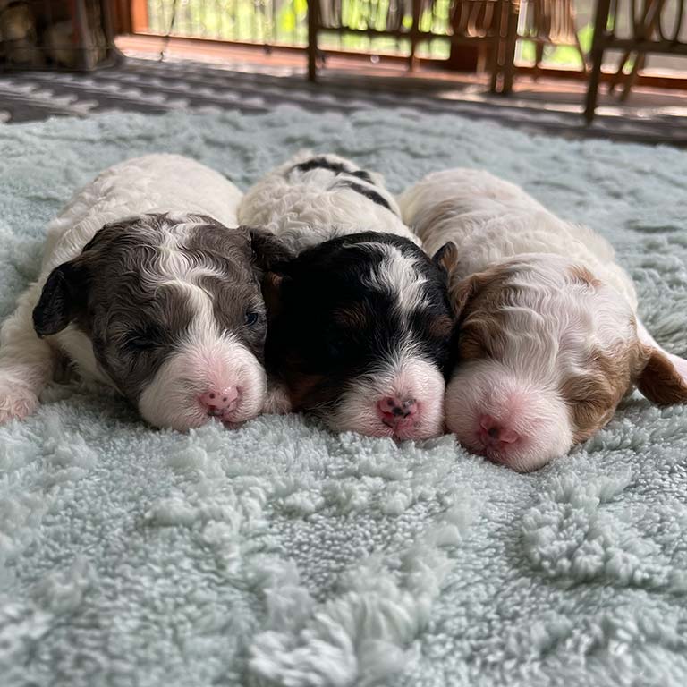 Three Cavapoo puppies with different Cavapoo names