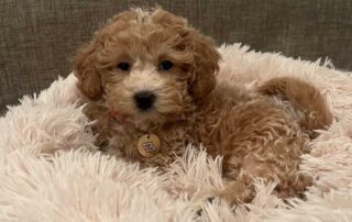 King Charles Cavapoo laying down in a beige fluffy blanket