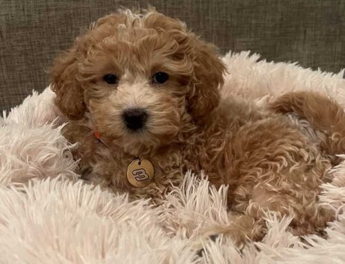 The King Charles Cavapoo: A Royal Crossbreed