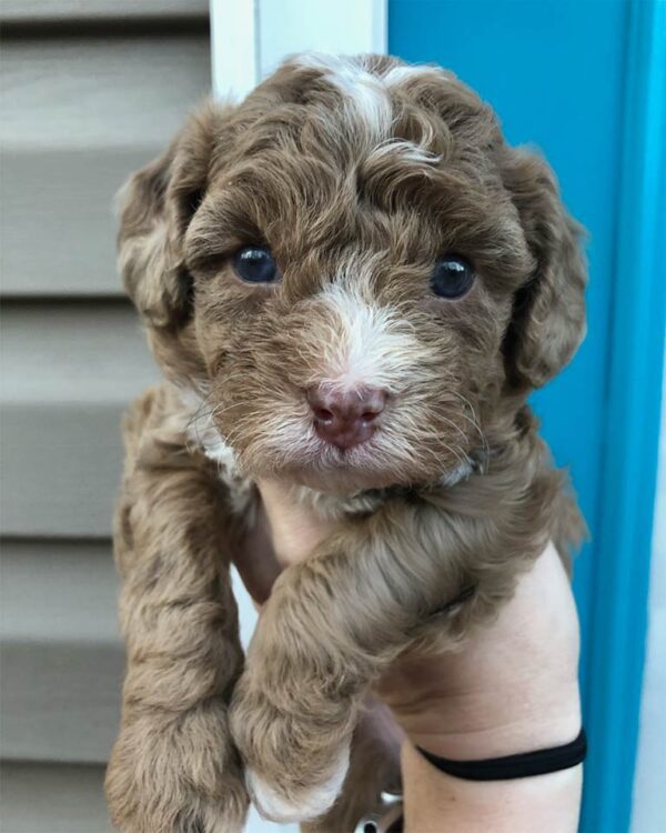 King Charles Cavapoo with blue eyes