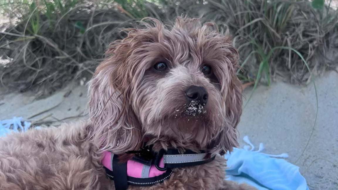 Cavapoo at the beach