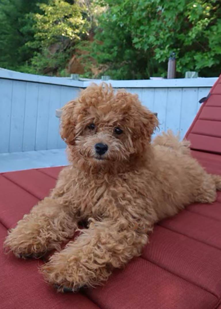 Male Cavapoo laying down in a red chair by a pool