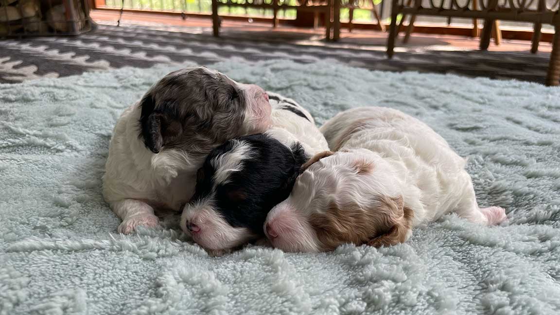 Three male Cavapoo puppies sleeping