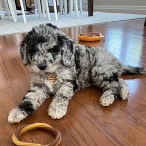 Male Cavapoo puppy laying down with dog toys