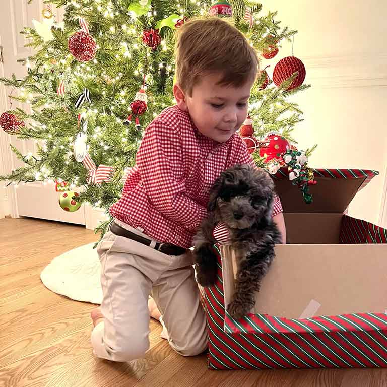 Young boy holding a male Cavapoo in front of a Christmas tree