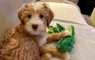 Cavapoo puppy laying down on a couch with a green toy