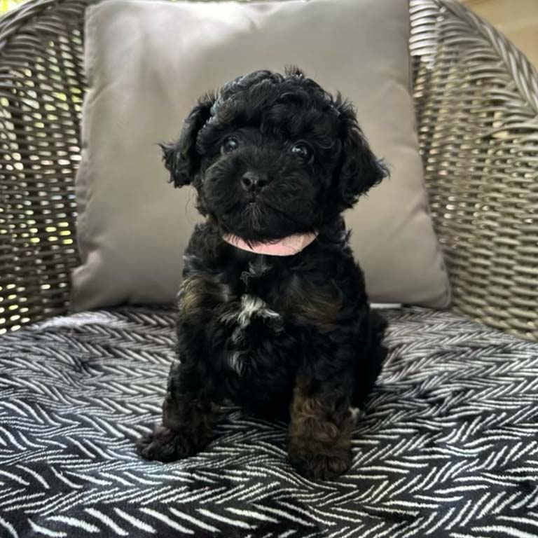 Black Cavapoo puppy at Jones Farm Puppies