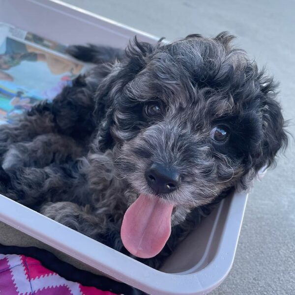 Cavpoo puppy with its tongue out